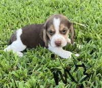 Max, a male Beagle for sale in Athens, GA – Photo 2 of 4