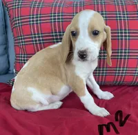 Scout, a male Beagle for sale in Athens, GA – Photo 2 of 3