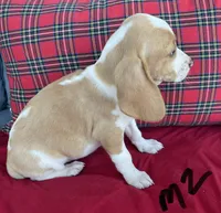 Scout, a male Beagle for sale in Athens, GA – Photo 3 of 3