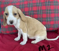 Scout, a male Beagle for sale in Athens, GA – Photo 1 of 3