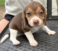 Duke, a male Beagle for sale in Athens, GA – 3 of 3