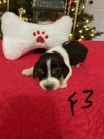 Sugar, a female Beagle for sale in Athens, GA – Photo 2 of 4