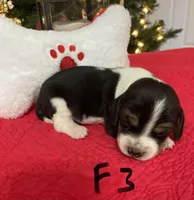 Sugar, a female Beagle for sale in Athens, GA – Photo 3 of 4