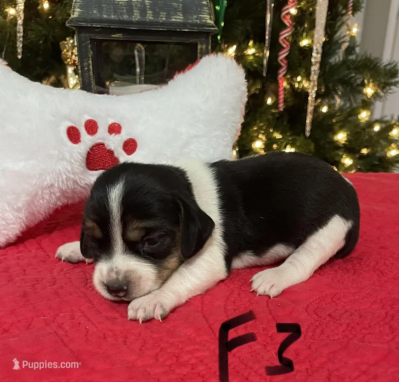 Sugar, a female Beagle for sale in Athens, GA – Photo 1 of 4