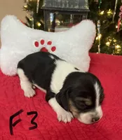 Sugar, a female Beagle for sale in Athens, GA – Photo 4 of 4