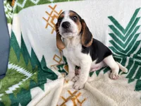 Remi, a male Beagle for sale in Athens, GA – 4 of 5