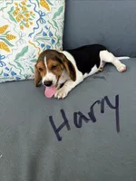 Harry, a male Beagle for sale in Athens, GA – 3 of 4