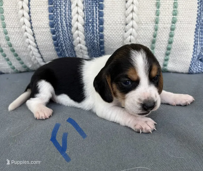 Ella – Beagle puppy for sale in Athens, GA