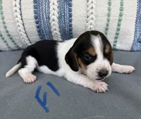 Ella, a female Beagle for sale in Athens, GA – 1 of 3
