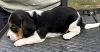 Lily, a female Beagle for sale in Athens, GA – 4 of 4