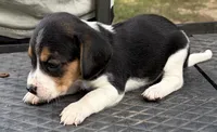 Lily, a female Beagle for sale in Athens, GA – 2 of 4