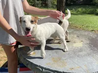 Jelly, a female Jack Russell Terrier for sale in Athens, GA – Photo 1 of 2