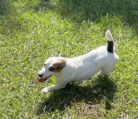 Jelly, a female Jack Russell Terrier for sale in Athens, GA – Photo 2 of 2