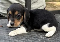 Molly, a female Beagle for sale in Athens, GA – 4 of 4