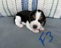 Daisy, a female Beagle for sale in Athens, GA – 2 of 4