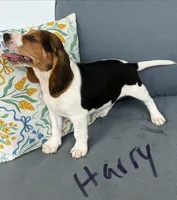 Harry, a male Beagle for sale in Athens, GA – 4 of 4