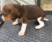 Buddy, a male Beagle for sale in Athens, GA – 4 of 4