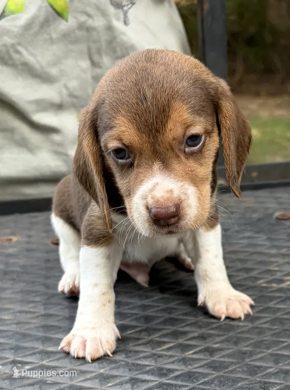 Duke – Beagle puppy for sale in Athens, GA