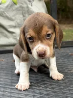 Duke, a male Beagle for sale in Athens, GA – 1 of 3