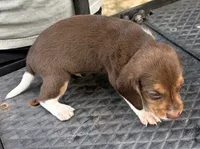 Leo, a male Beagle for sale in Athens, GA – 5 of 5