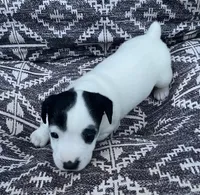 Roxy, a female Jack Russell Terrier for sale in Athens, GA – Photo 1 of 3