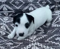 Roxy, a female Jack Russell Terrier for sale in Athens, GA – Photo 2 of 3
