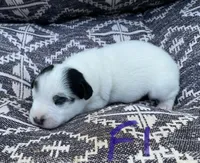 Roxy, a female Jack Russell Terrier for sale in Athens, GA – Photo 3 of 3