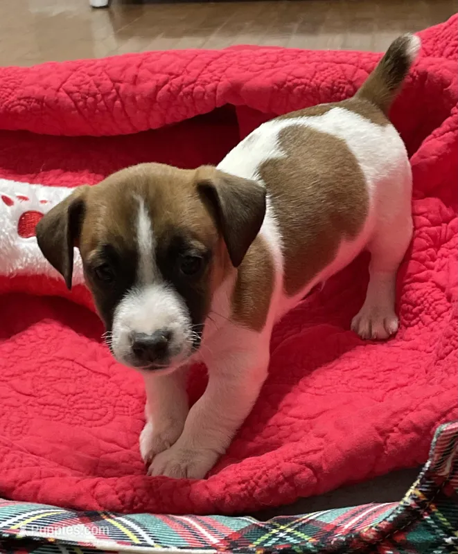 Dancer, a male Jack Russell Terrier for sale in Athens, GA – Photo 1 of 2