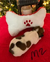 Dancer, a male Jack Russell Terrier for sale in Athens, GA – Photo 2 of 2