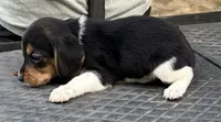Molly, a female Beagle for sale in Athens, GA – 2 of 4