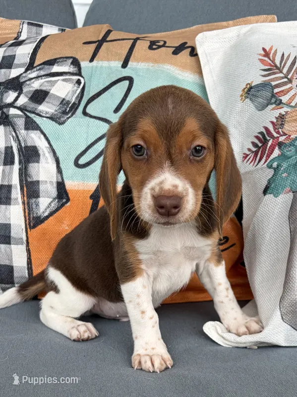 Duke – Beagle puppy for sale in Athens, GA