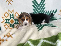 Harley, a male Beagle for sale in Athens, GA – 3 of 4
