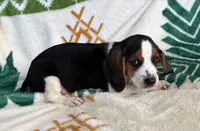 Sassy, a female Beagle for sale in Athens, GA – 7 of 7
