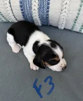 Daisy, a female Beagle for sale in Athens, GA – 3 of 4