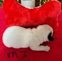 Blitzen, a male Jack Russell Terrier for sale in Athens, GA – Photo 3 of 3