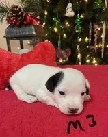 Blitzen, a male Jack Russell Terrier for sale in Athens, GA – Photo 2 of 3