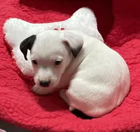 Blitzen, a male Jack Russell Terrier for sale in Athens, GA – Photo 1 of 3