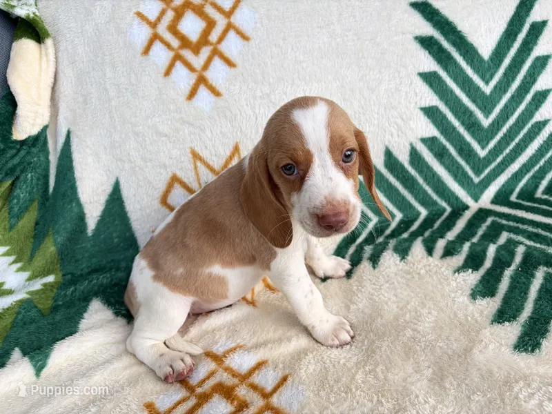 Holly – Beagle puppy for sale in Athens, GA