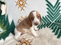 Holly, a female Beagle for sale in Athens, GA – 1 of 3