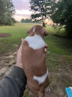 Jack, a male Jack Russell Terrier for sale in Athens, GA – Photo 2 of 2