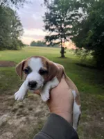 Jack, a male Jack Russell Terrier for sale in Athens, GA – Photo 1 of 2