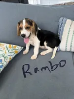 Rambo, a male Beagle for sale in Athens, GA – 4 of 4