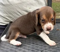 Buddy, a male Beagle for sale in Athens, GA – 3 of 4