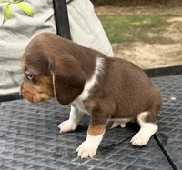 Leo, a male Beagle for sale in Athens, GA – 4 of 5