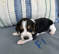 Ella, a female Beagle for sale in Athens, GA – 3 of 3