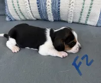 Dolly, a female Beagle for sale in Athens, GA – 3 of 3