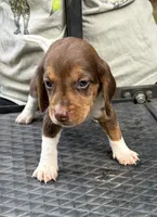 Leo, a male Beagle for sale in Athens, GA – 2 of 5