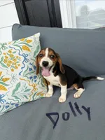 Dolly, a female Beagle for sale in Athens, GA – 1 of 3