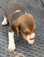 Buddy, a male Beagle for sale in Athens, GA – 2 of 4