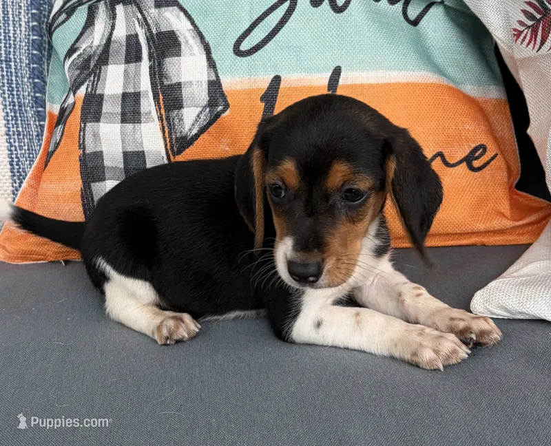 Molly – Beagle puppy for sale in Athens, GA